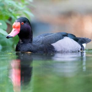 Rosy-billed pochard swimming