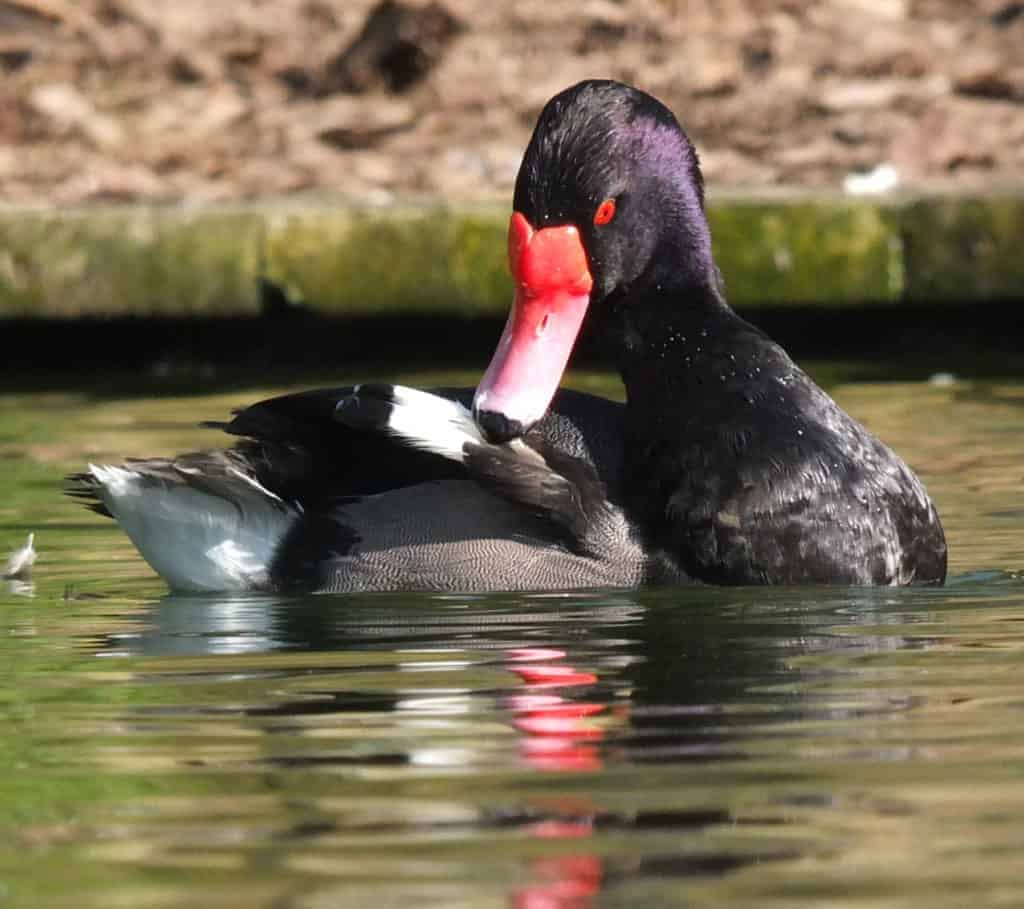 Rosy-billed Pochard preening