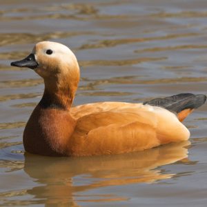 Ruddy Shelduck