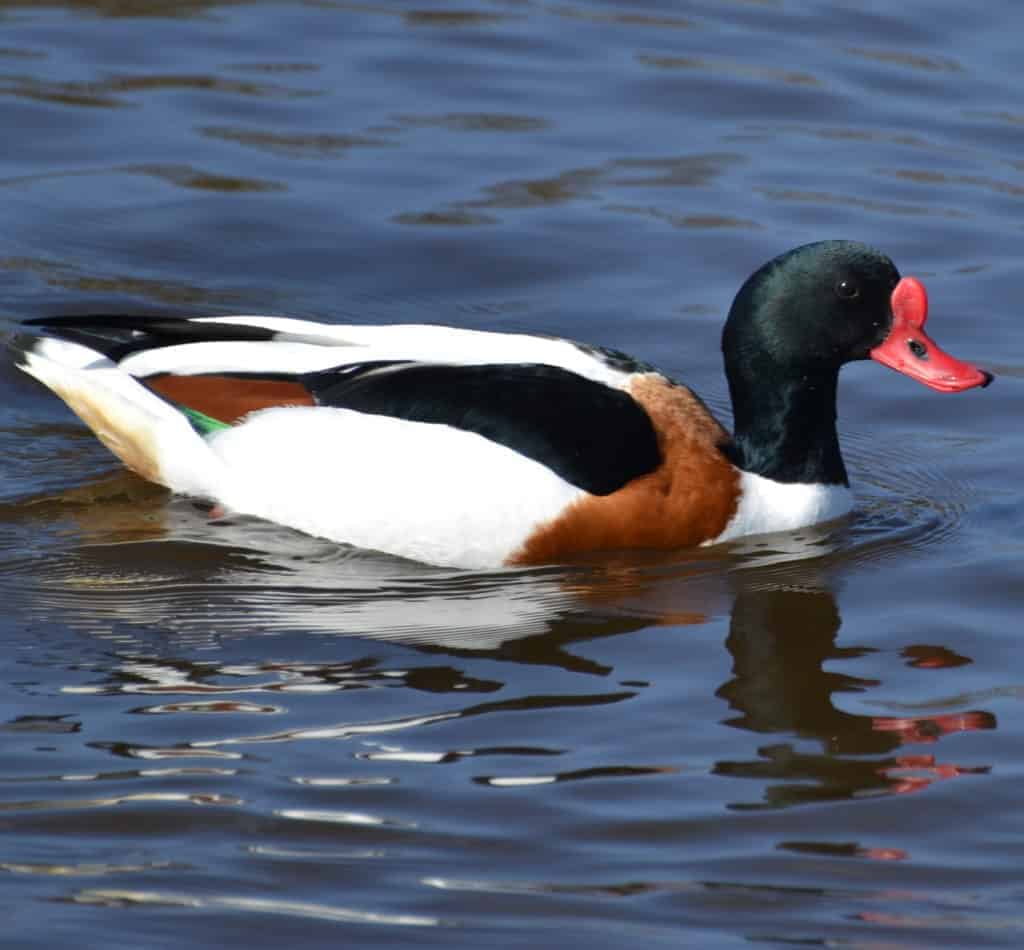 Common Shelduck swimming