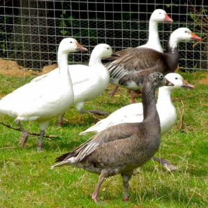 Snow geese in white an blue phase