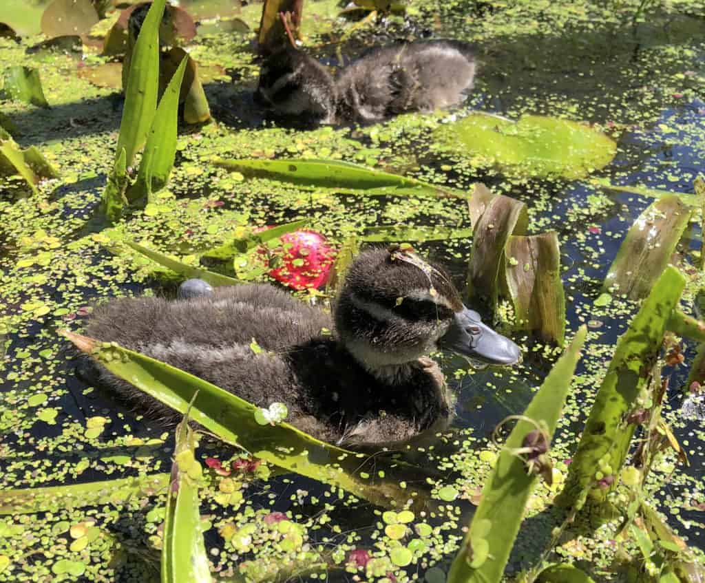 Spotted Whistling duckling enjoying pond weeds