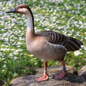 Swan Goose standing on a stone with flower meadow behind