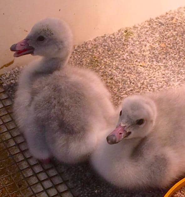 2 Trumpeter Swan cygnets in a brooder