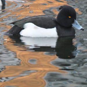 Tufted Duck swimming