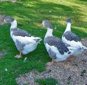 Three female West of England Geese on grass
