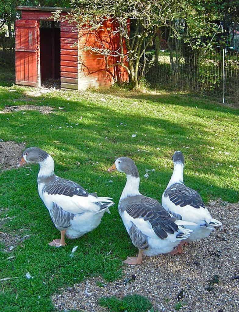 West of England geese