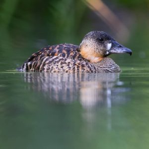White-backed Duck with nice reflections