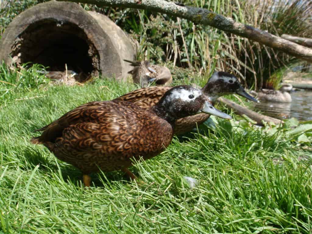 Alert Laysan Ducks at the side of a pond