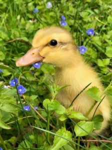 Apricot Trout Runner duckling