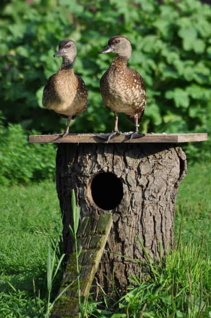 Spotted Whistling Ducks standing on a nest box like a tree trunk