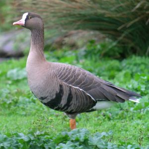 White-fronted Goose standing on grass