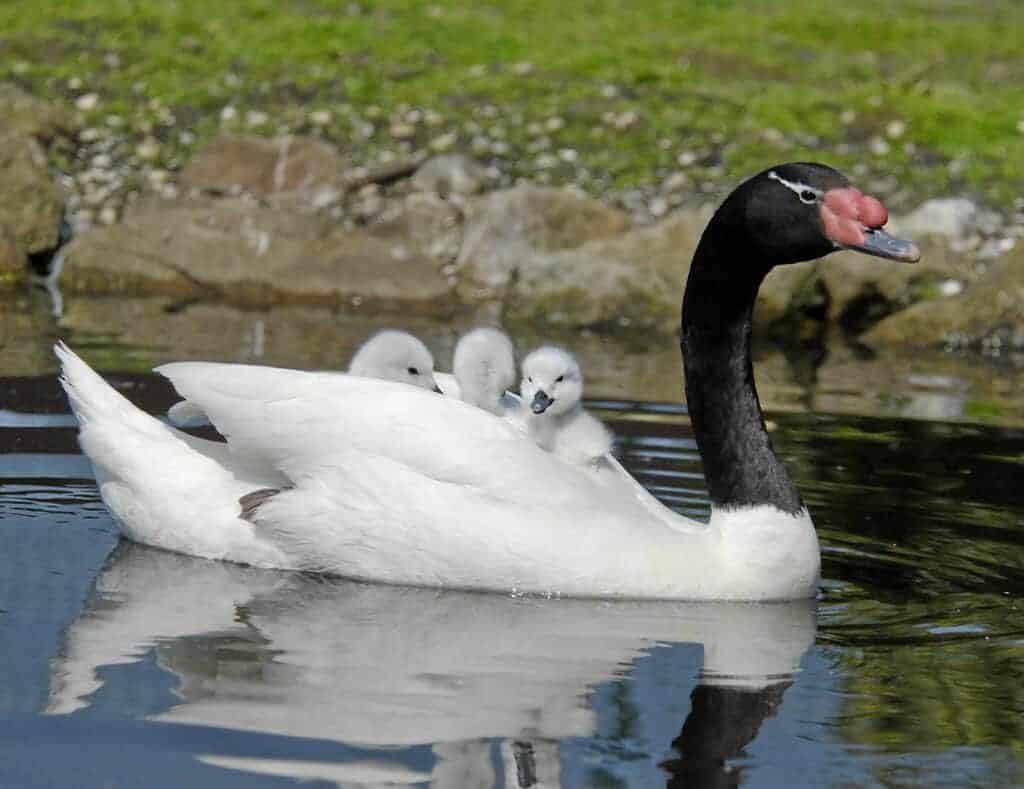Black-necked Swan carrying 3 cygnets