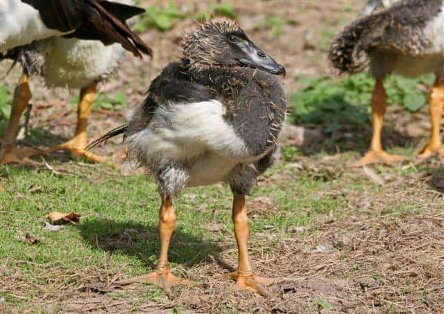 Juvenile Magpie goose standing with siblings