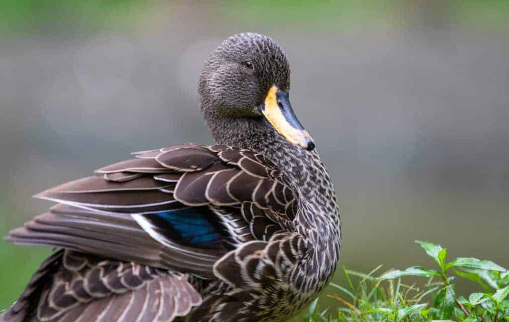 African Yellow-billed Duck