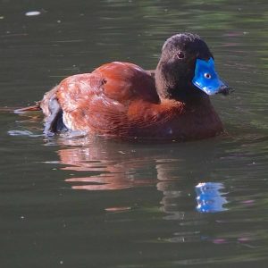 Argentine Ruddy duck swimming