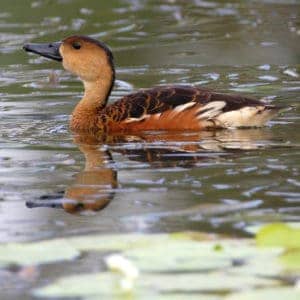 Australian Wandering Whistling Duck swimming