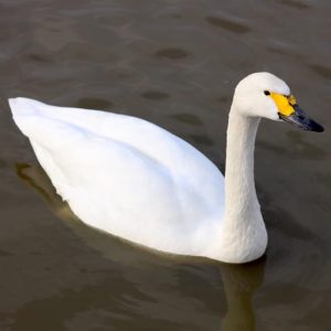 Bewick's Swan