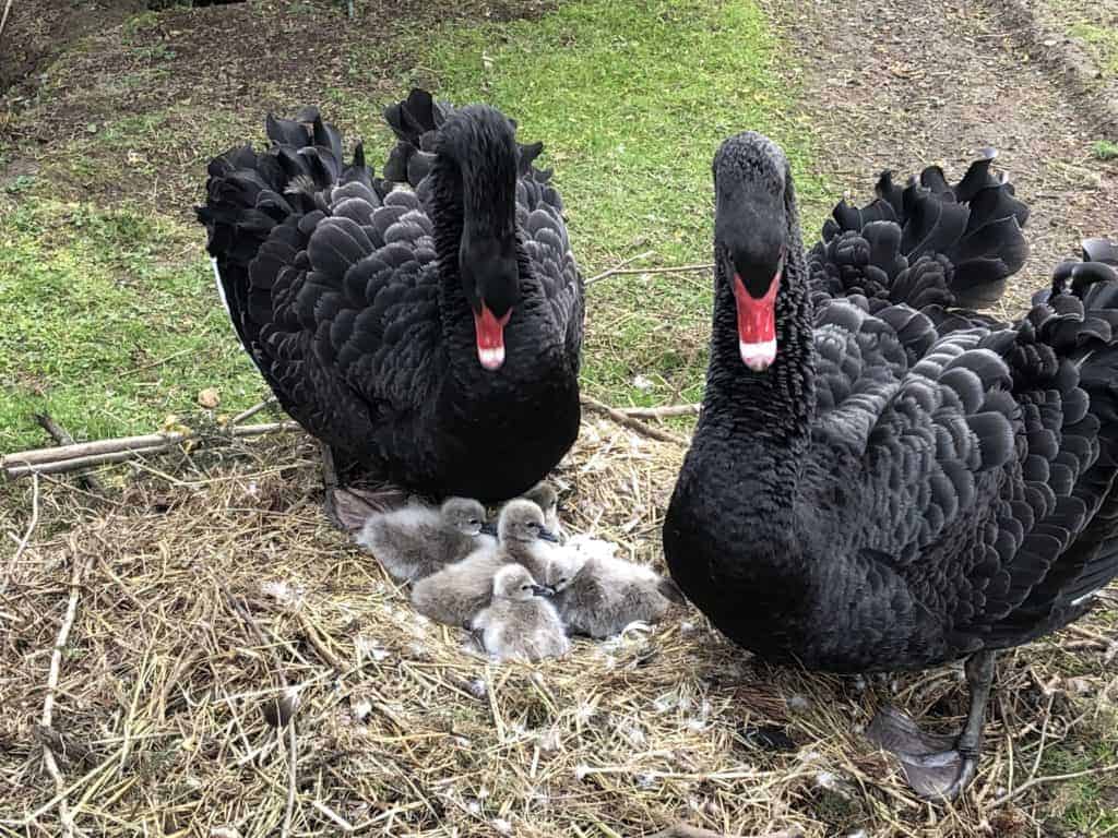 pair if Black Swans guarding a nest