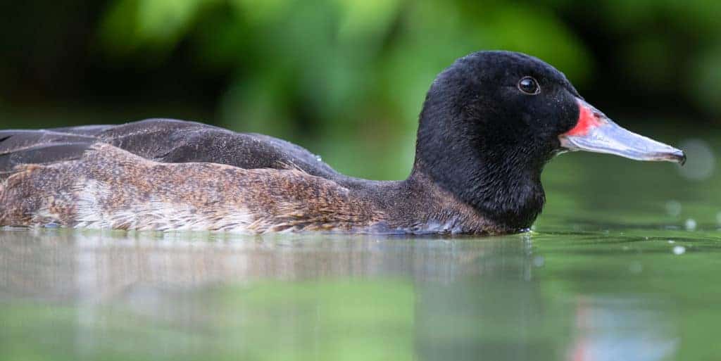 Black-headed Duck