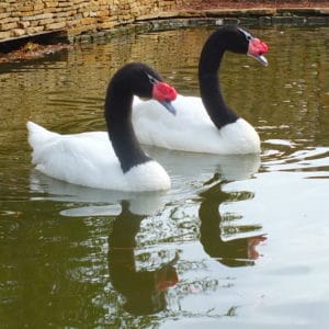 2 Black-necked swans swimming in a pool