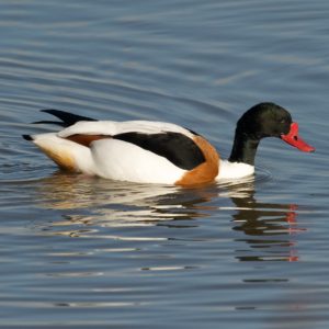 Common Shelduck swimming with nice reflections