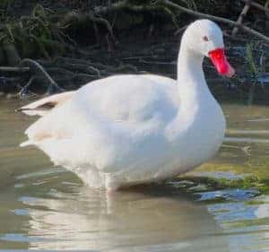 Coscoroba Swan standing inn shallow water