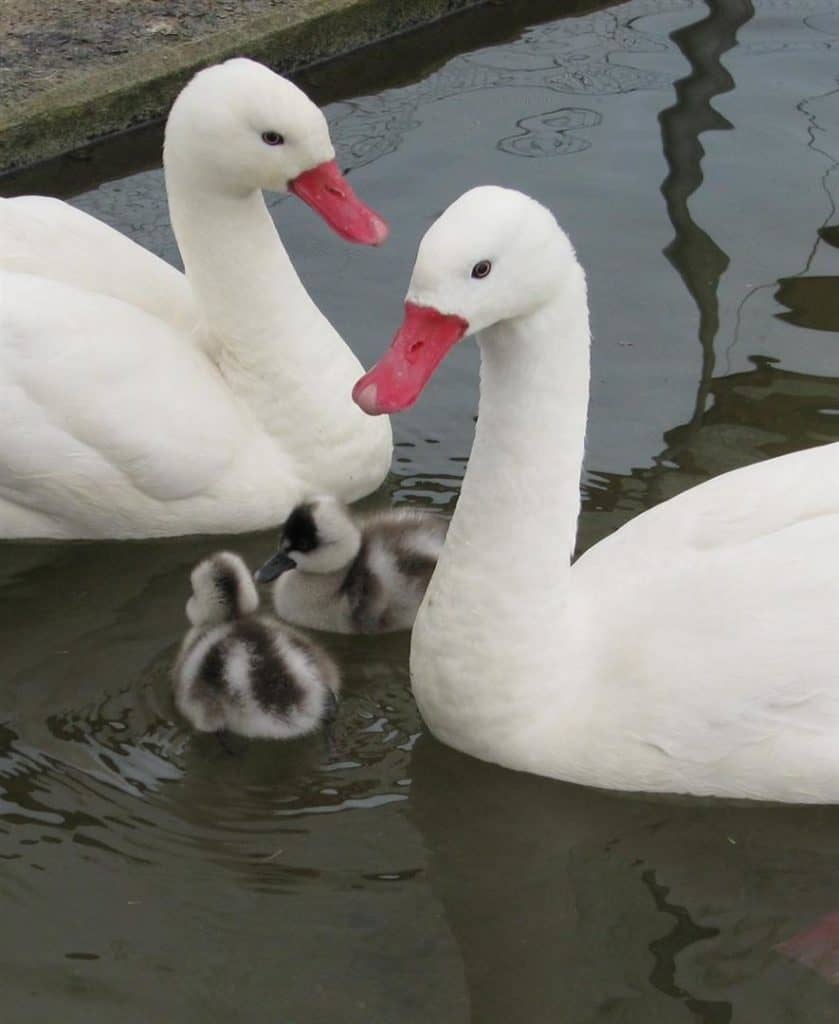 Coscoroba swan family