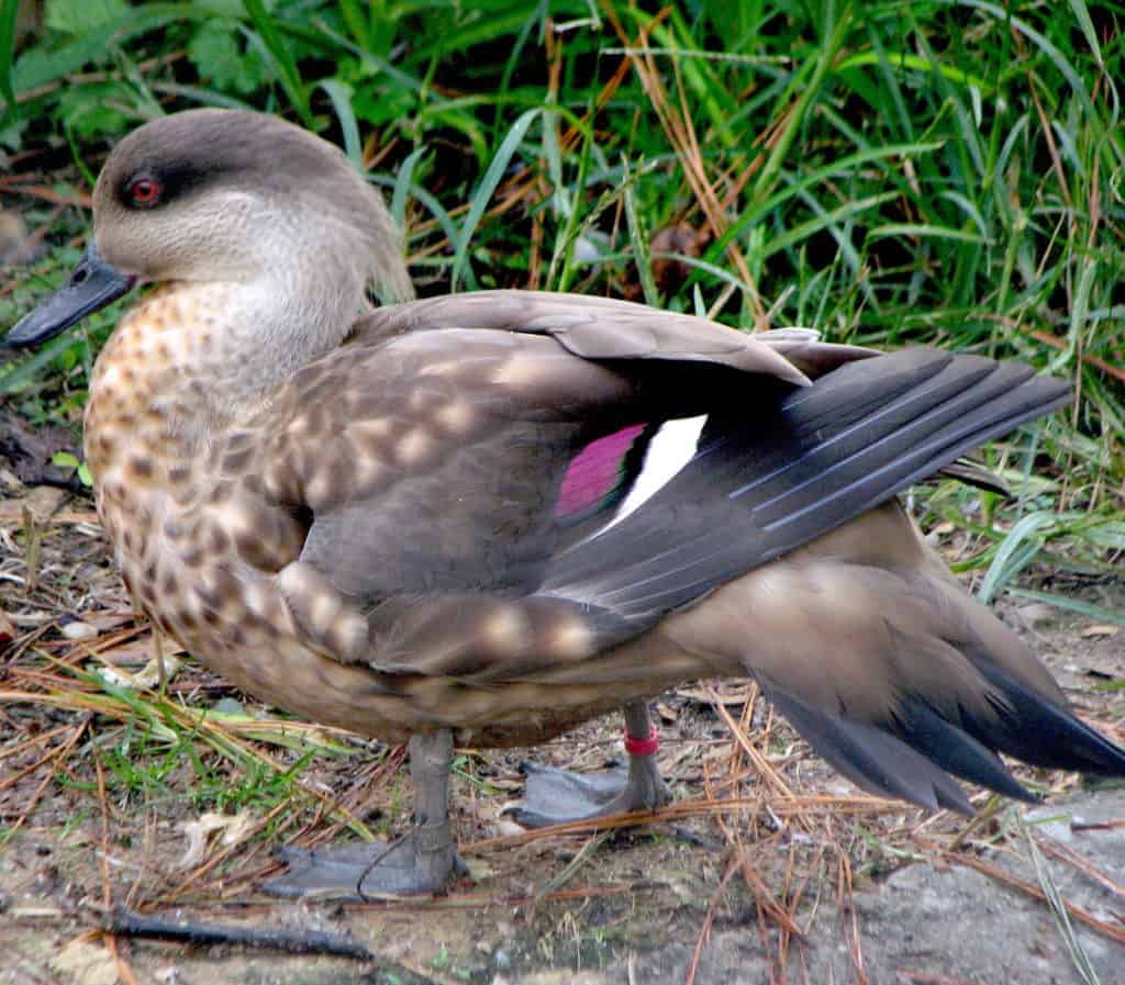 Patagonian Crested Duck showing its brightly coloured speculum