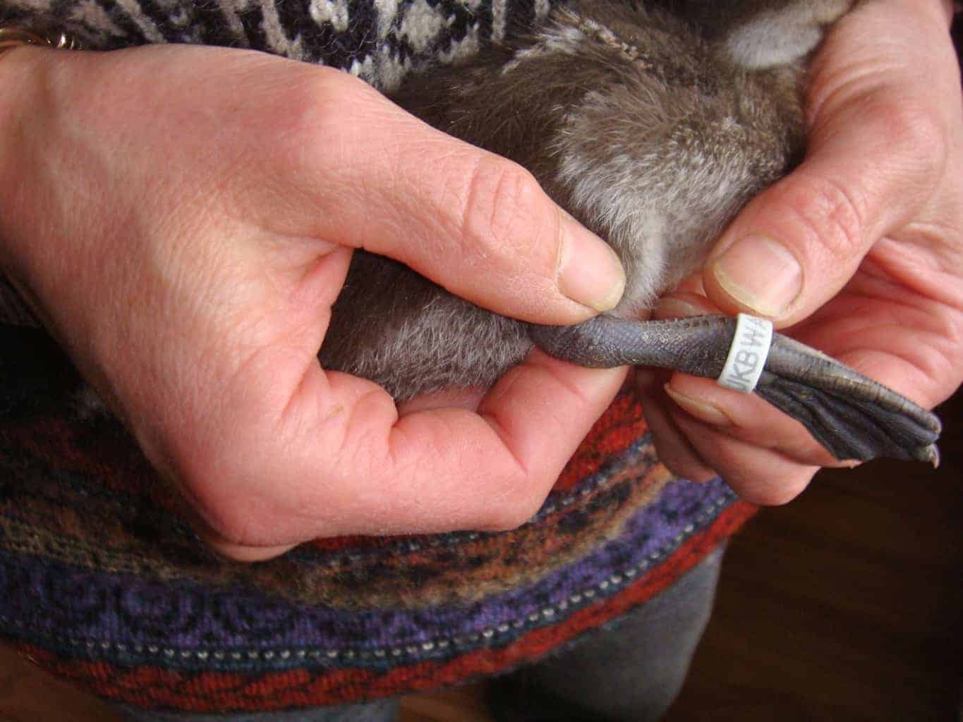 Ringing your Waterfowl British Waterfowl Association