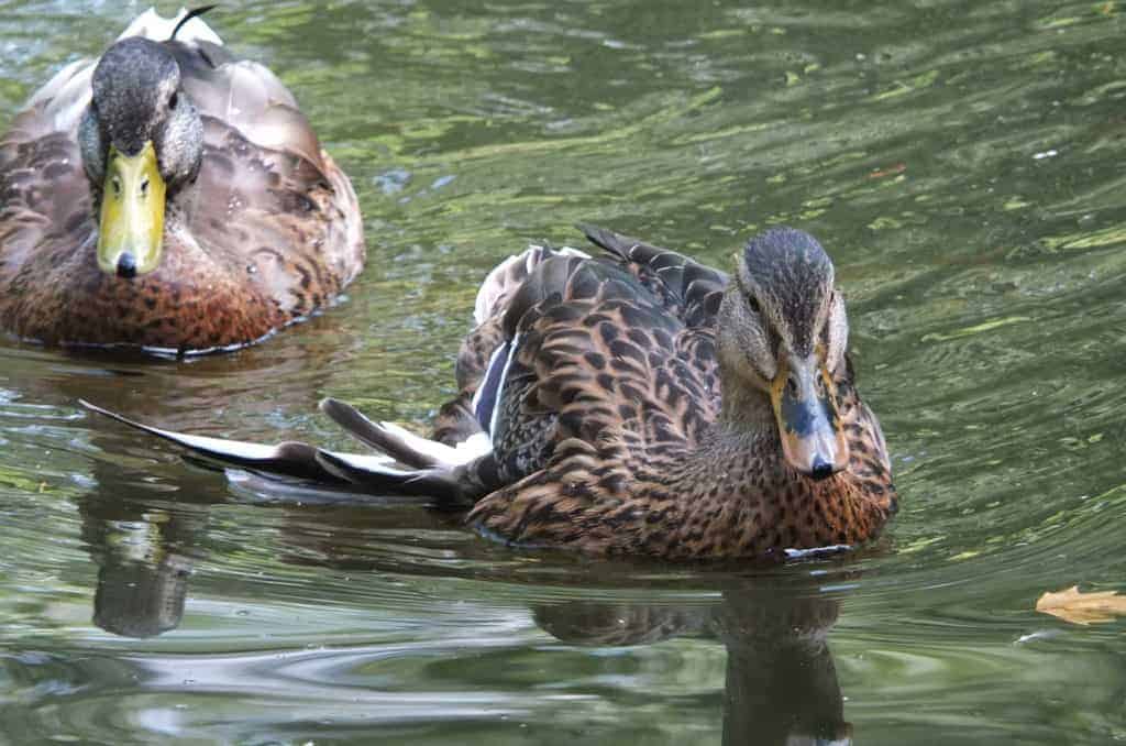 wild mallard with angel wing in a park