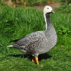 Emperor Goose standing on grasss