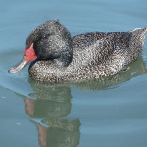 male Freckled Duck swimming