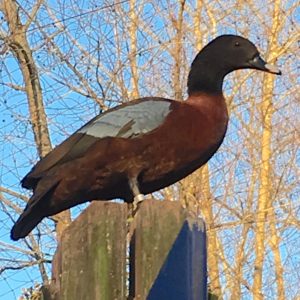 Hartlaub's Duck sitting on a post