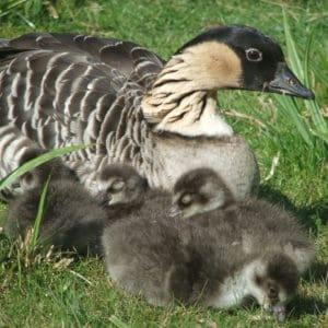Hawaiian Goose with 4 young goslings