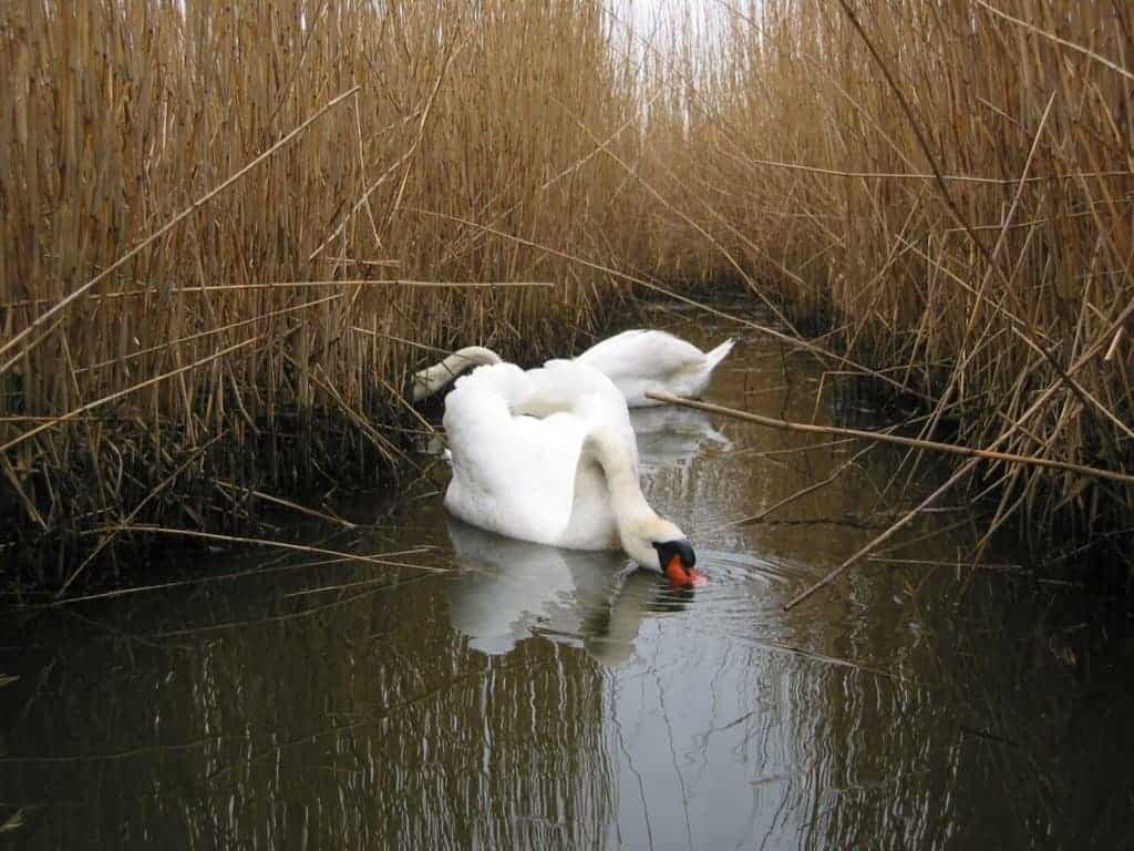 Mute Swans in a reed bed cutting