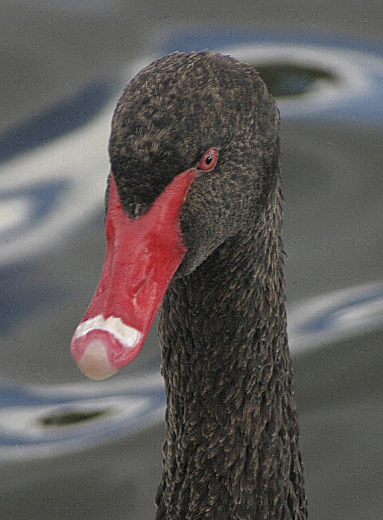 Portrait of a Black swan