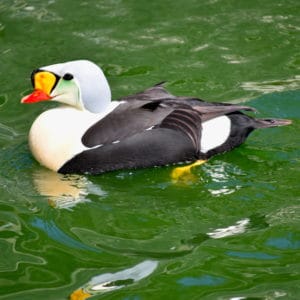 King Eider male swimming