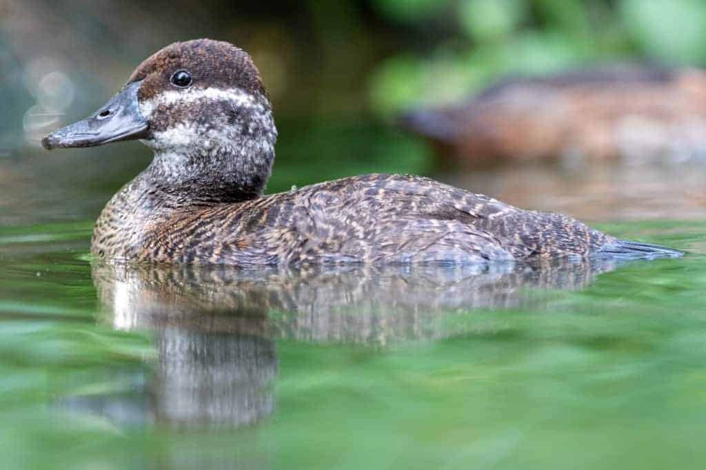 female Lake duck swimming
