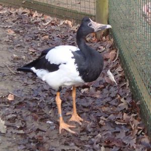 Magpie goose stood in a pen