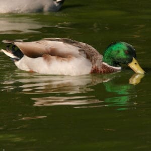 Mallard drake swimming