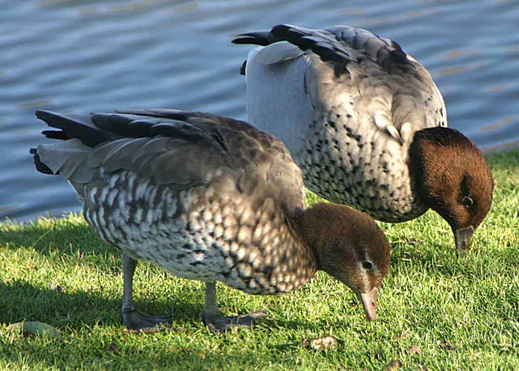 a pair of Maned Ducks grazing at the waterside