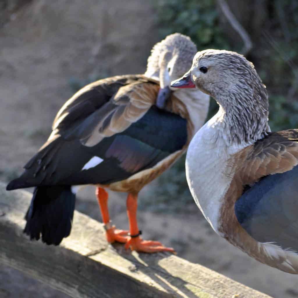 Pair of Orinoco Geese sitting on a fence