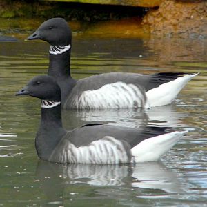 2 Pacific Brent Geese swimming
