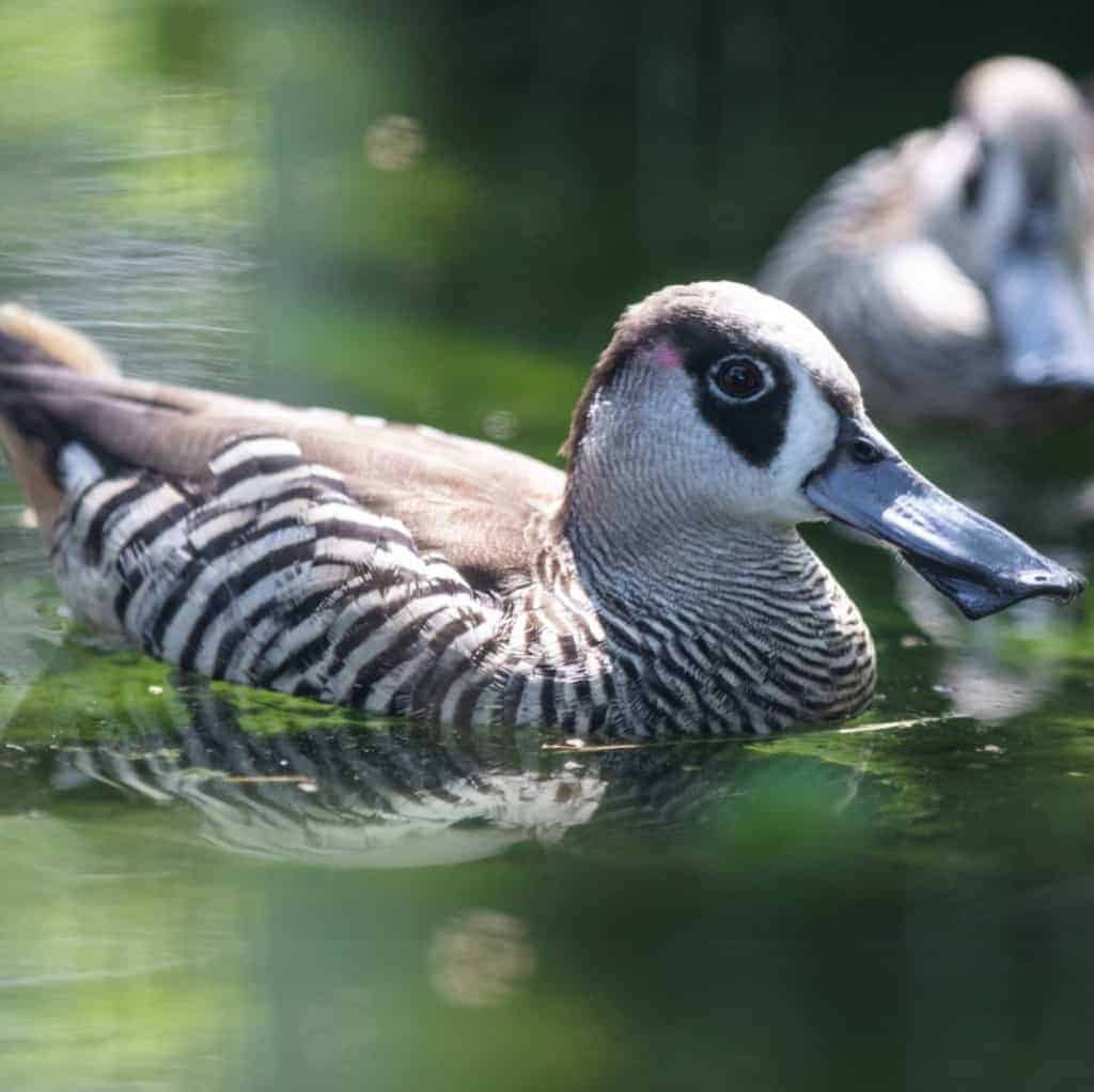 Pink-eared Duck