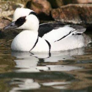 Smew drake in breeding plumage