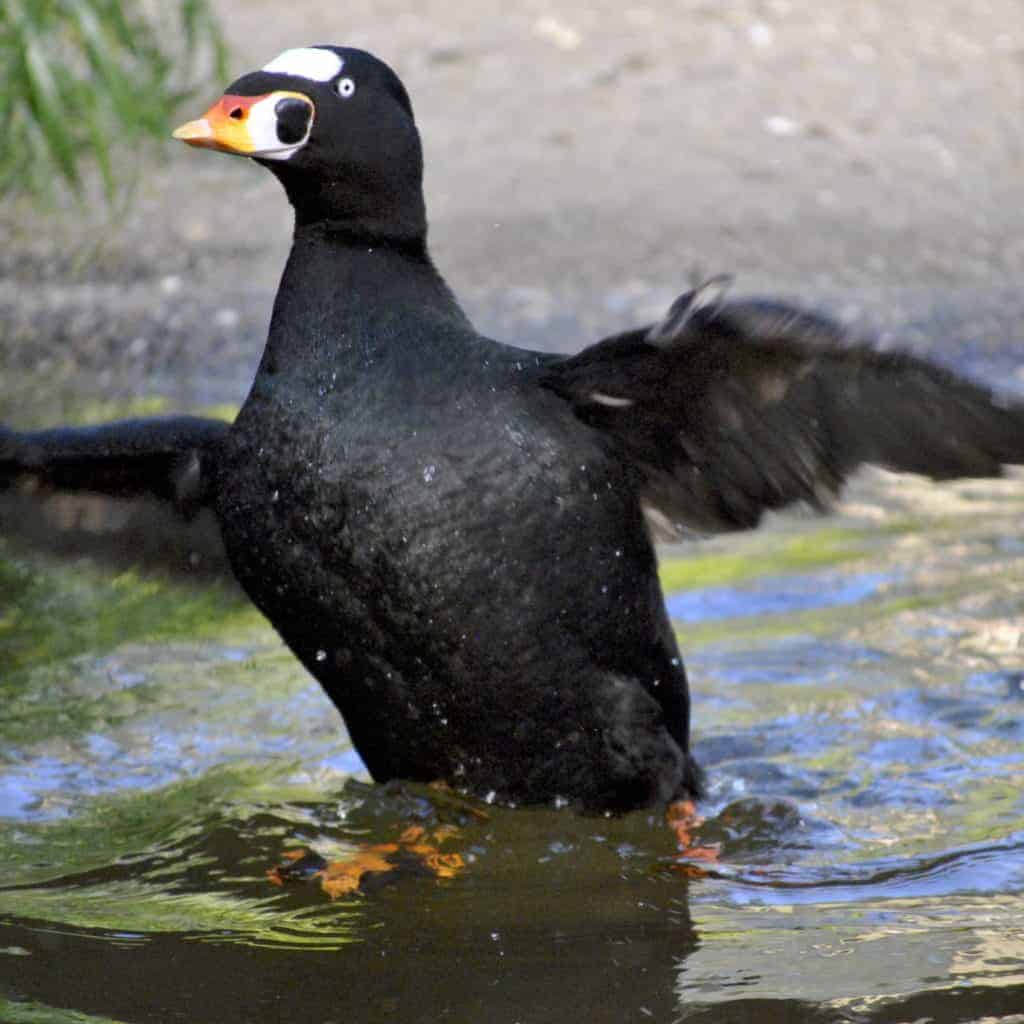 Surf Scoter on water flapping its wings