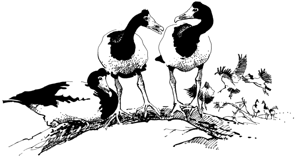 Drawing of Magpie Geese