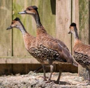 3 West Indian Whistling Ducks standing in front of a fence