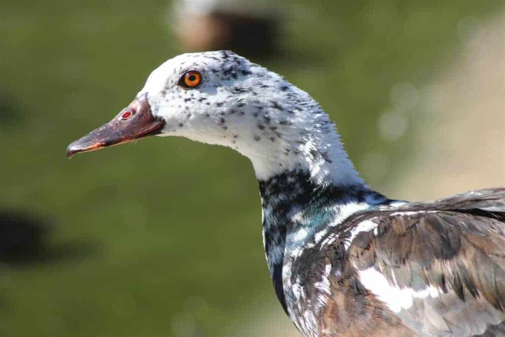 portrait of a White-weinged Duck